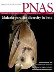 cover of PNAS