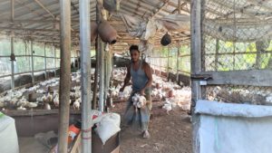 farmer in a chicken shed