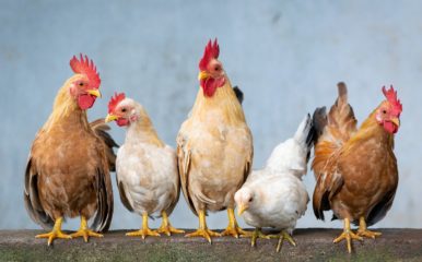 three cocks and two hens sitting side by side