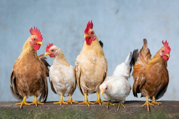 three cocks and two hens sitting side by side