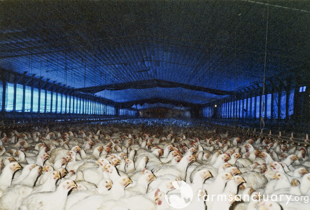 chickens packed into a shed