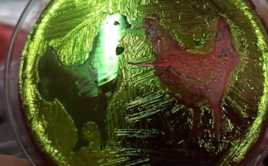 two hens depicted in a culture growing in a petri dish
