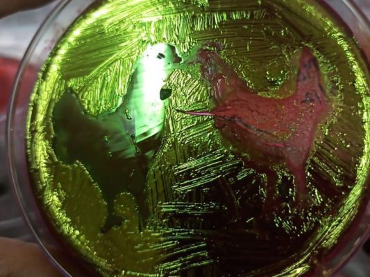 two hens depicted in a culture growing in a petri dish
