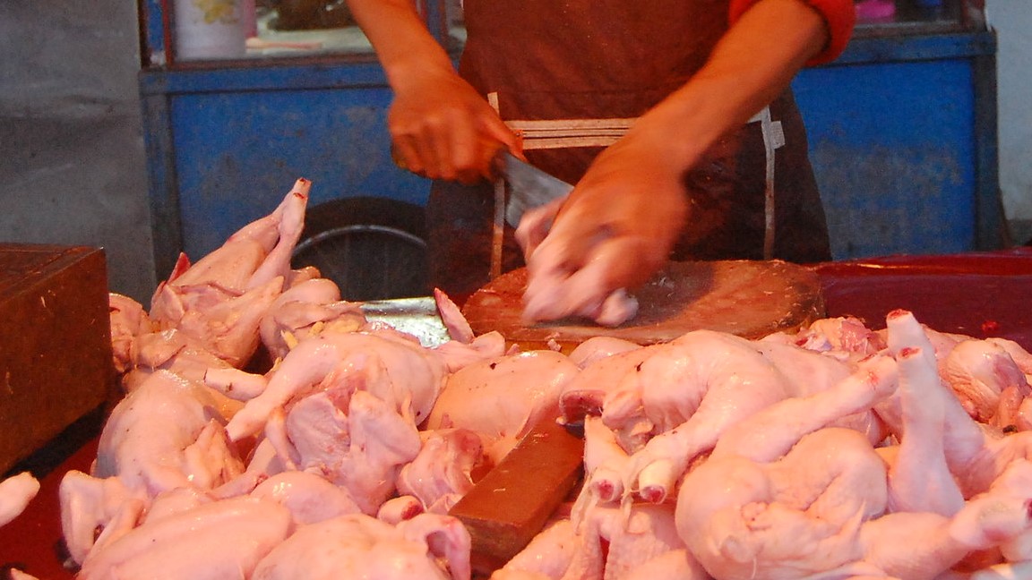 close up of hands preparing chicken carcases