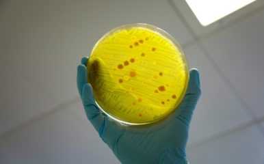 A gloved hand holding up a petri dish