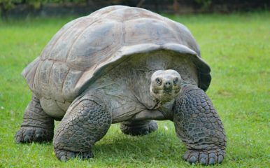 tortoise
