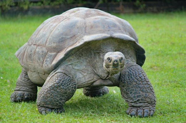 tortoise