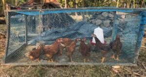 chickens in a cage, outdoors