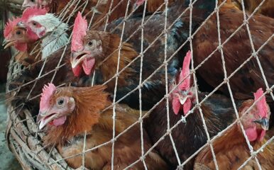 chickens in netted enclosure
