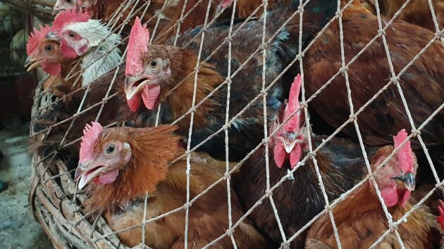 chickens in netted enclosure