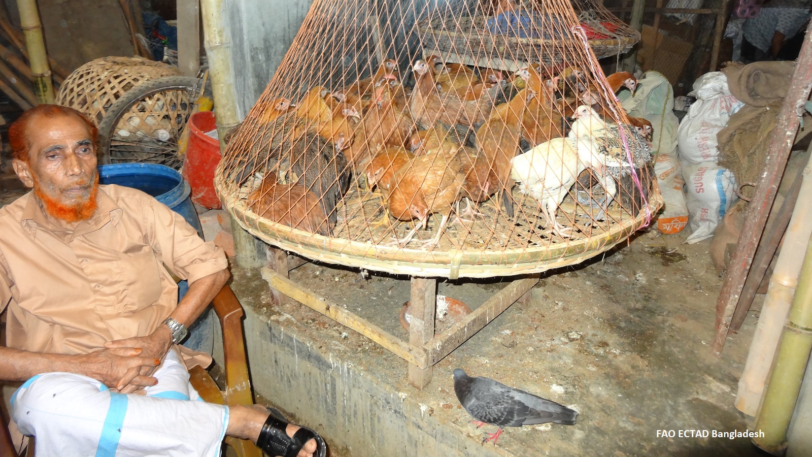 seated man with hennaed beard next to caged chickens in bird market setting