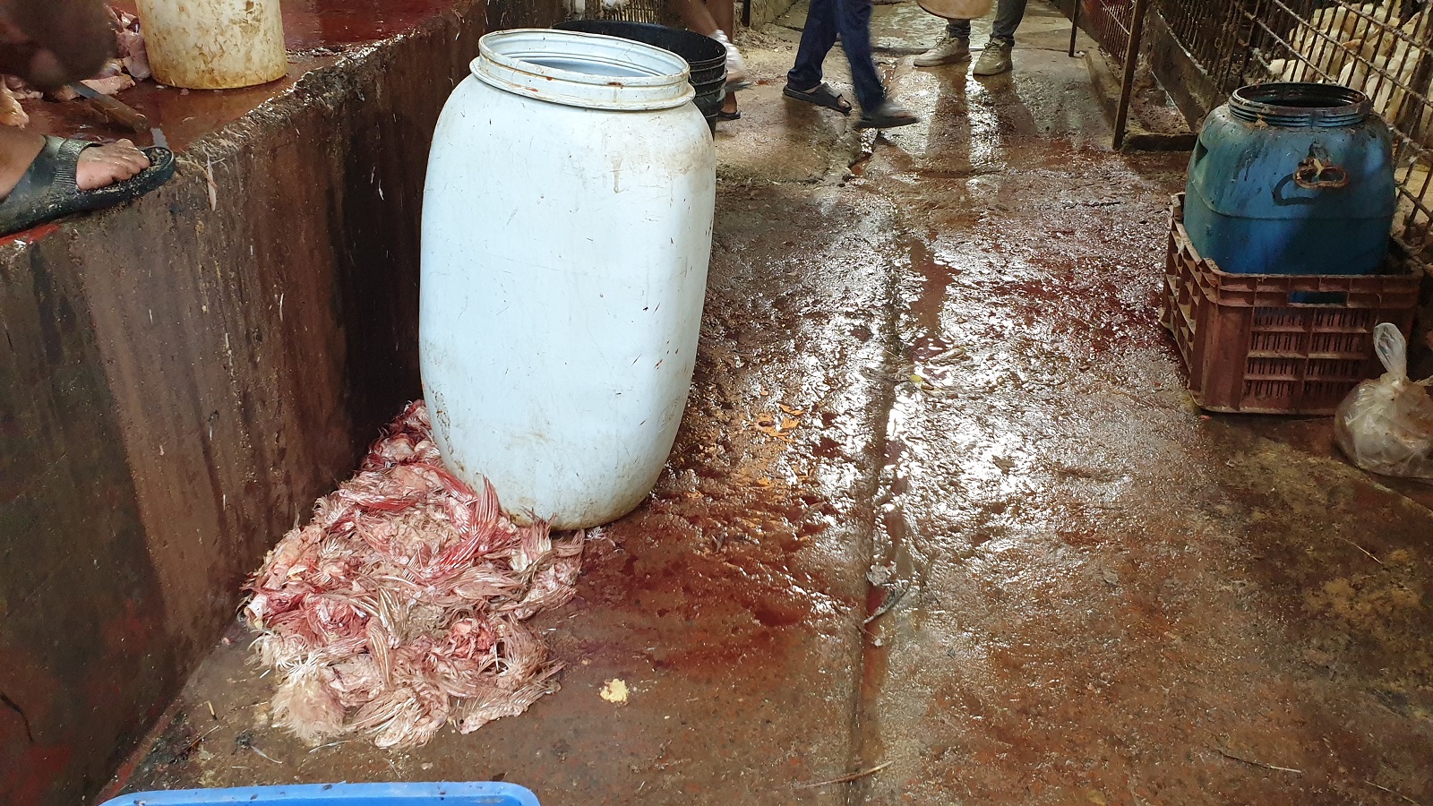 larget white tub on a bloodied concrete floor with chicken entrails in a pile to the left of the tub.