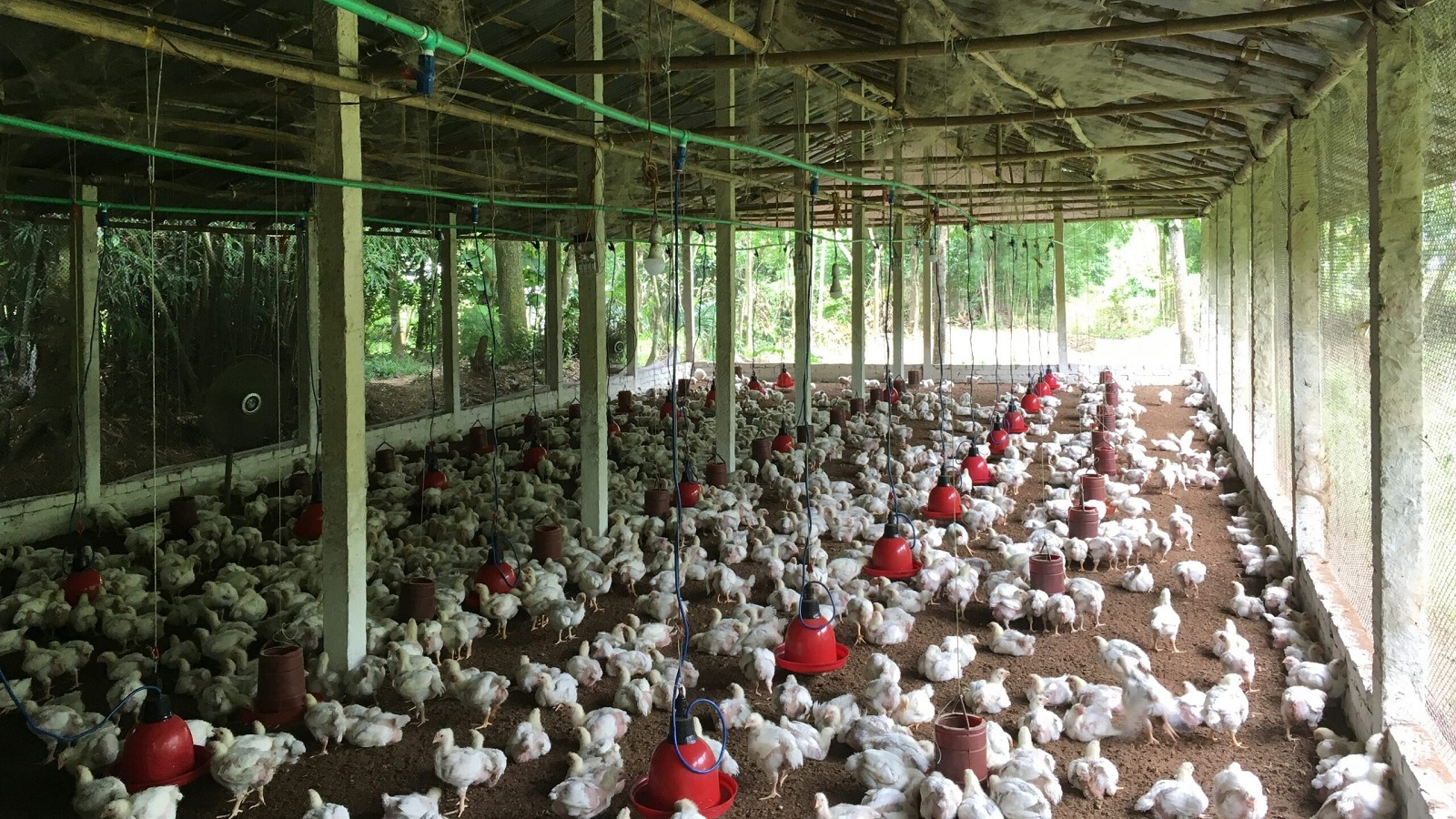 barn full of chickens