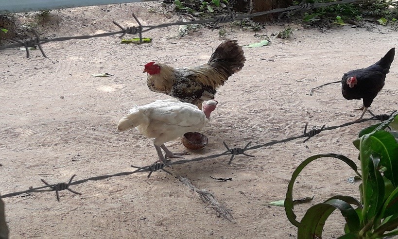 two chickens pecking at the ground