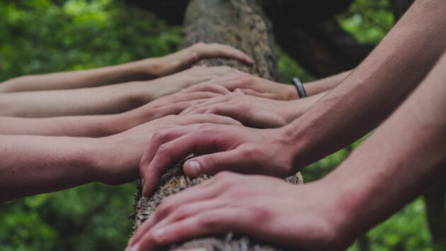 hands placed side by side along a tree trunk