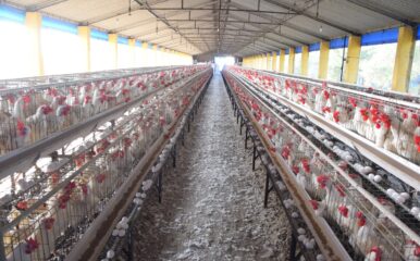 view down a long barn of caged chickens