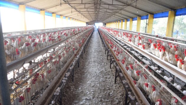 view down a long barn of caged chickens