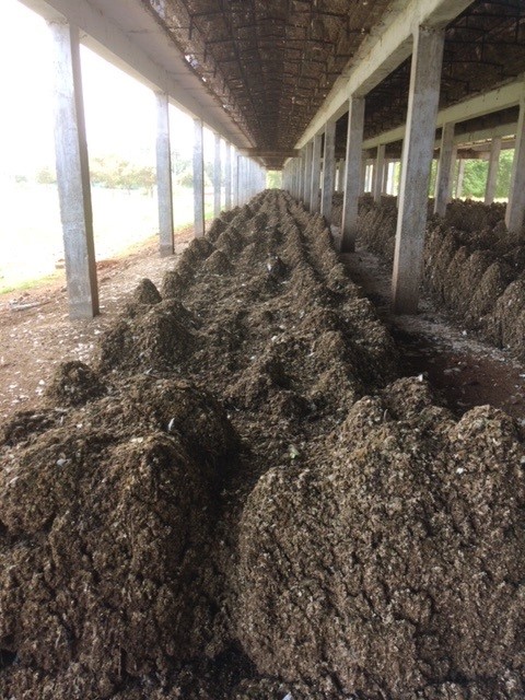 PILES OF CHICKEN MANURE