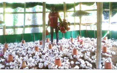 man standing among chickens in a barn holding buckets