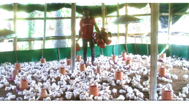 man standing among chickens in a barn holding buckets