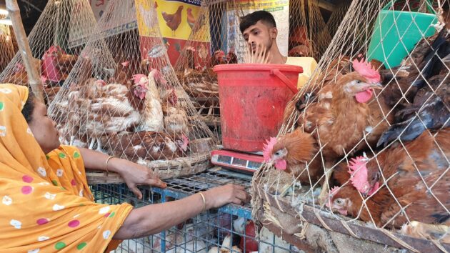 woman making a purchase from a male stall holder surrounded by baskets of chickens