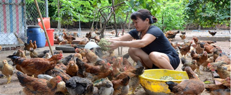 woman crouching and feeding chickens