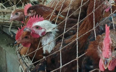 Chickens heads poking through netting
