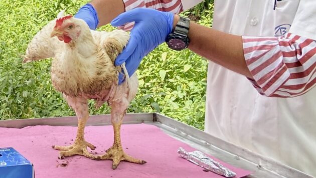 chicken held by human hands in blue gloves