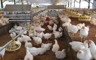 white chickens in a barn