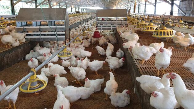 white chickens in a barn