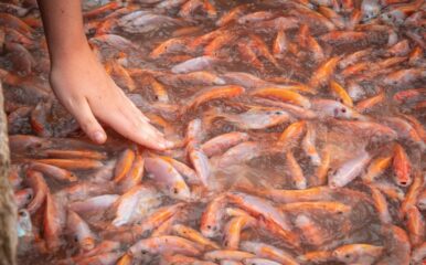 a hand in among live fish in water