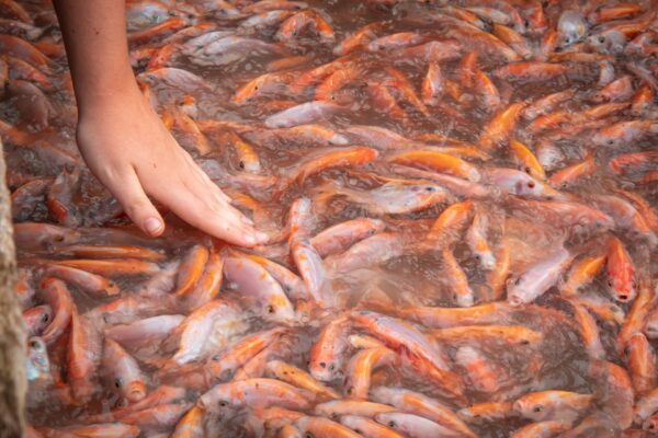 a hand in among live fish in water